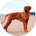 Carson Braden profile picture